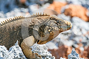 Iguana on the island reefs