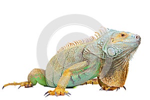 Iguana on isolated white photo