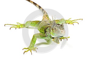 Iguana isolated on white background