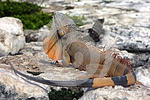 Iguana and its dewlap photo