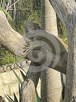 Iguana in its environment, Cabarete, Dominican Republic, 2024