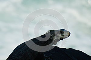 an iguana on its rock