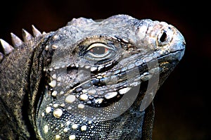 Iguana - Jersey Zoo - Gerald Durrell Wildlife Park-Channel Islands