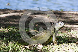 Iguana lagoon of illusions,tomas garrido canabal park Villahermosa,Tabasco,Mexico