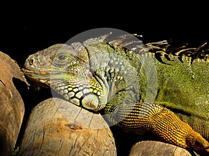 Iguana photo