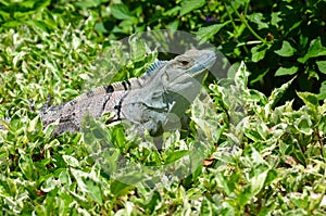 Iguana on leafy bush