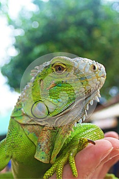 iguana lizard