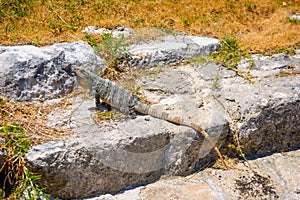 Iguana lizard in ancient ruins of Maya in El Rey Archaeological Zone near Cancun, Yukatan, Mexico