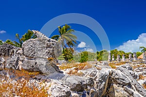 Iguana lizard in ancient ruins of Maya in El Rey Archaeological Zone near Cancun, Yukatan, Mexico