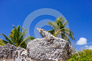 Iguana lizard in ancient ruins of Maya in El Rey Archaeological Zone near Cancun, Yukatan, Mexico