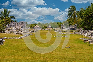 Iguana lizard in ancient ruins of Maya in El Rey Archaeological Zone near Cancun, Yukatan, Mexico