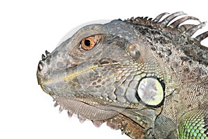Iguana lizard dragon portrait