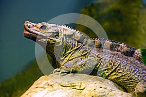 Iguana lizard dragon reptile Squamata