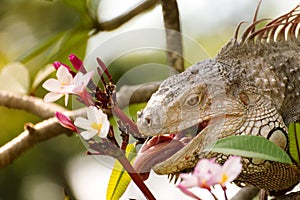 Iguana lizard eating flower of Plumaria tree in the wild