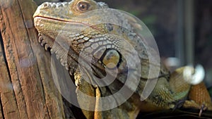 Iguana lizard in enclosure