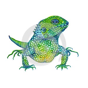 Iguana lizard. isolated. watercolor illustration