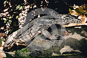 Iguana lizard in a jungle forest on Bali, Indonesia