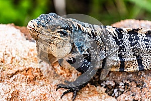 Iguana lizard Manuel Antonio