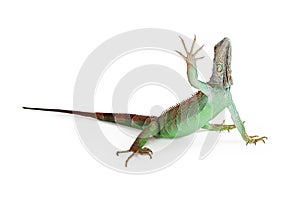 Iguana Lizard Raising Hand Up