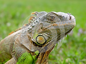 Iguana lizard - reptile photo