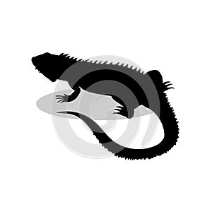 Iguana lizard reptile black silhouette animal