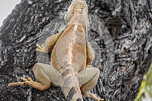 Iguana lizard reptile climbing on tree branch in Key west, Florida