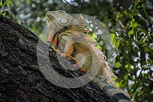 Iguana lizard reptile climbing on tree branch in Key west, Florida