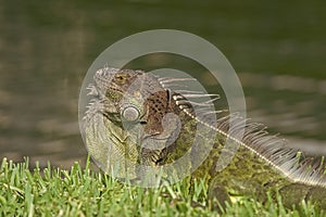 iguana lizard reptile. iguana lizard in wildlife. iguana lizard outside. photo of iguana lizard