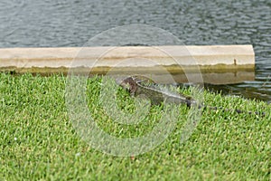 iguana lizard reptile, selective focus. iguana lizard in wildlife. iguana lizard outdoor.