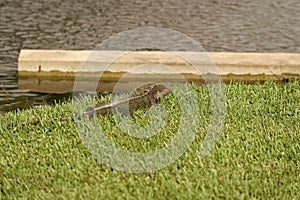 iguana lizard reptile, selective focus. iguana lizard in wildlife. iguana lizard outdoor.