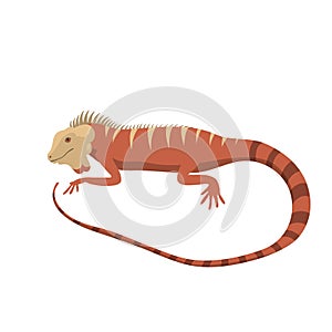 Iguana lizard reptile vector illustration.