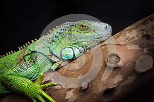 Iguana lizard resting