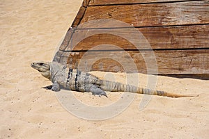 Iguana lizard on a sandy beach near Cancun, Mexico