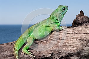 Iguana lizard by the sea