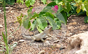 Iguana lizard sitting on the ground among flowers