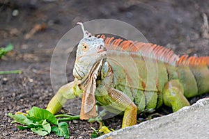 Iguana lizard sitting on the ground at mini zoo in Miri town.