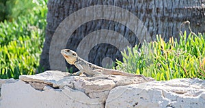 Iguana lizard sitting on stones
