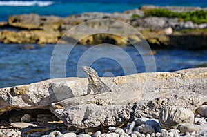 Iguana Lizard sunbathing on a rock at the Mayan ruins. Riviera Maya, Quintana Roo, Mexico