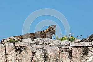 Iguana lizard in Tulum complex, Yucatan, Mexico
