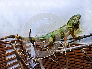 Iguana Lizzard. .