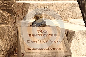 Iguana lizzard at Uxmal sitting on a sign that says \