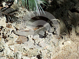 Iguana lizzard in havana zoo cuba