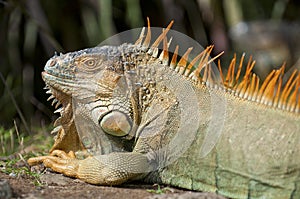 The Iguana look