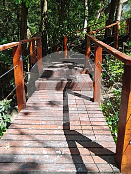 Iguana on the look out over wood bridge