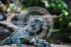 Iguana looking