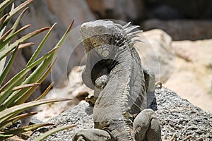 Iguana looking back while lounging on a rock