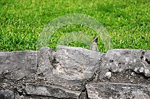 An iguana looking over a stone wall at Tulum archeological site, Tulum, Yucatan, Mexico, Central America. photo