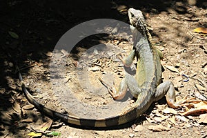 Iguana looking up. photo