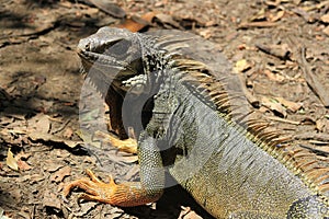 Iguana looking up. photo