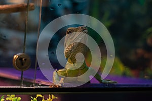 Iguana looks through glass, portrait. Keeping reptile pets in terrariums. The photo